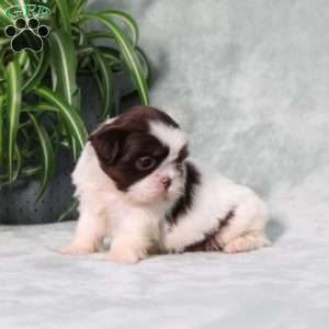 Beyoncé, Shih Tzu Puppy
